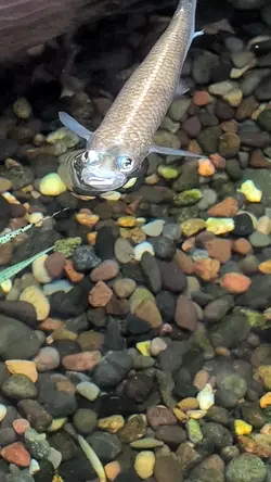 PXL_20250527_180655106.mp4